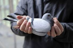 Индийские пограничники задержали голубя из Пакистана